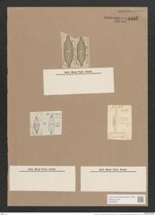 Navicula iridis var. amphirhynchos (Ehr.) (de-Toni-Nr.: Genus 1, Species 552) Zeichnungen Sammlung Grunow Nr. 1095 (NHMW-BOT-W0367657)
